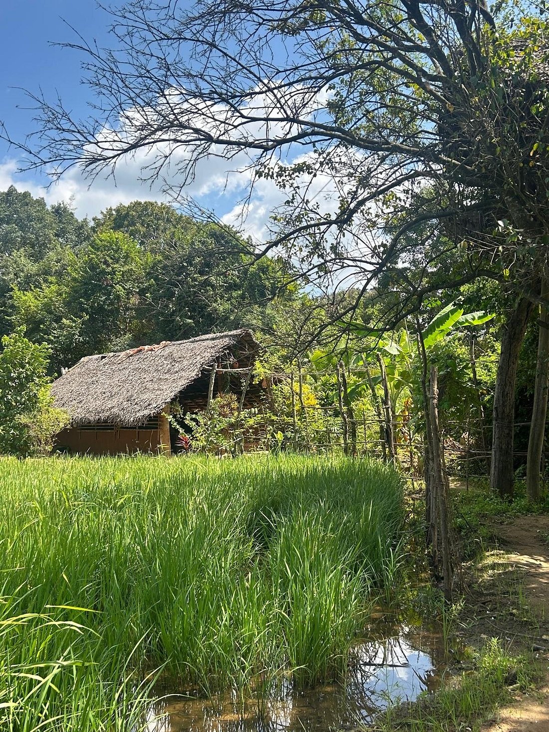 Thatched village hut beside a paddy field in rural Sri Lanka