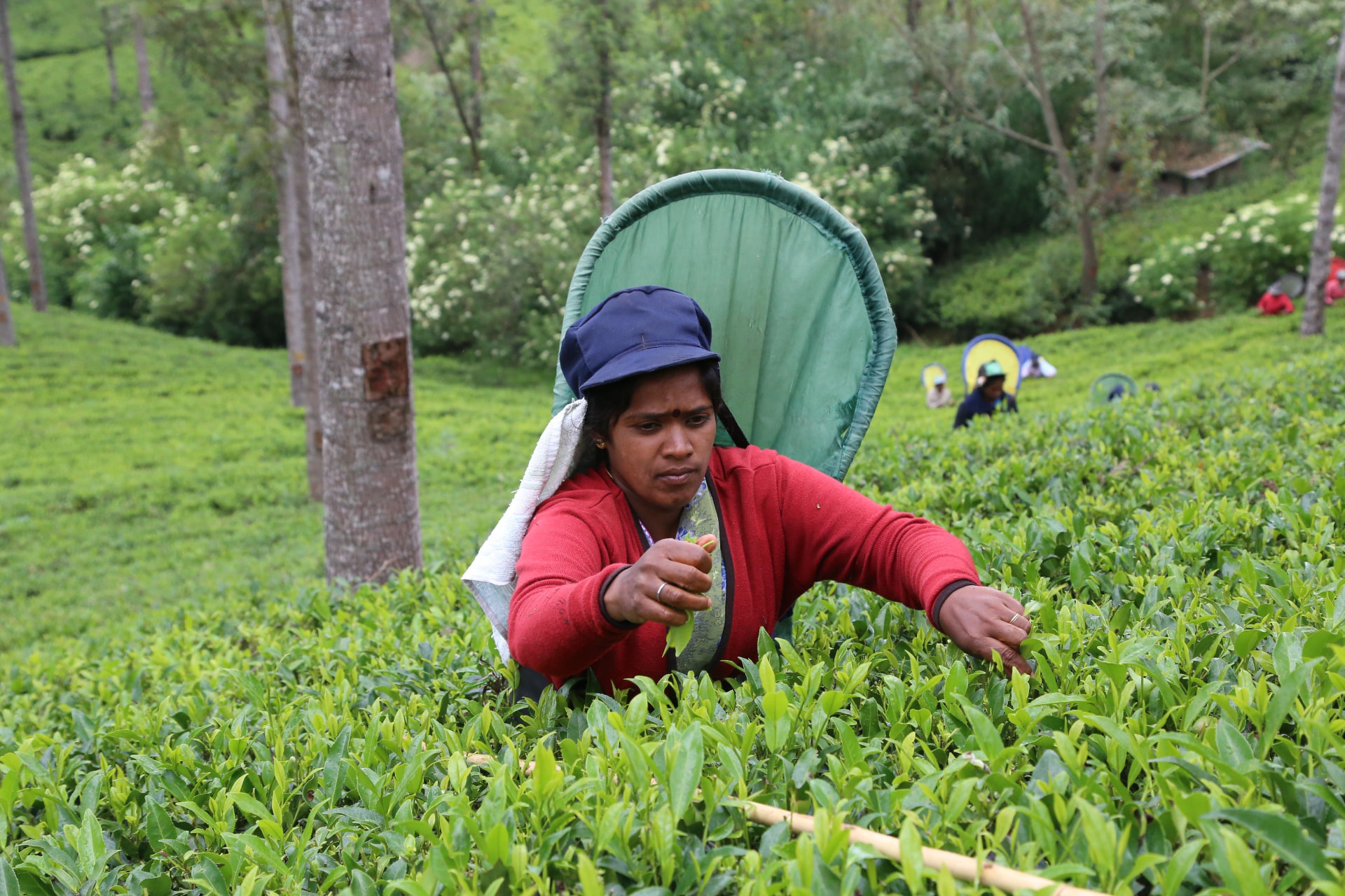 Local Sri Lankan travel expert and private driver guide