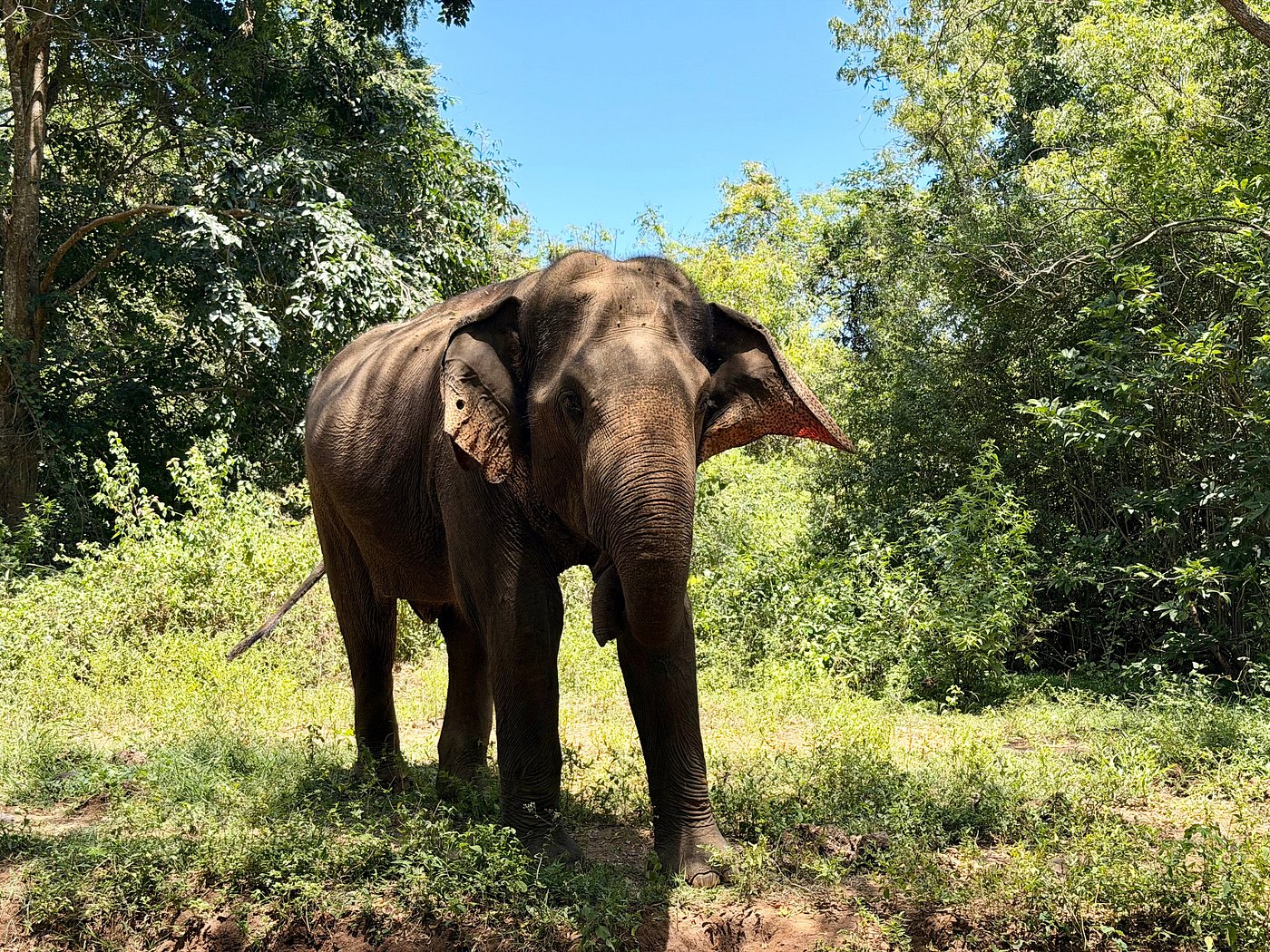 Yala National Park, Sri Lanka